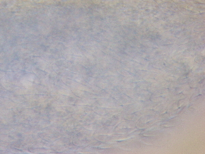  ( - HA_22.38)  @11 [ ] CreativeCommons  Attribution Non-Commercial (2016) Malgorzata Kolicka Department of Animal Taxonomy and Ecology Adam Mickiewicz University Poznan