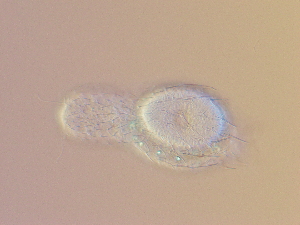  ( - HA_23.4)  @11 [ ] CreativeCommons  Attribution Non-Commercial (2016) Malgorzata Kolicka Department of Animal Taxonomy and Ecology Adam Mickiewicz University Poznan