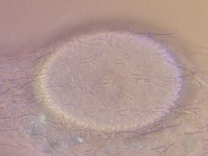 ( - HA_23.4)  @11 [ ] CreativeCommons  Attribution Non-Commercial (2016) Malgorzata Kolicka Department of Animal Taxonomy and Ecology Adam Mickiewicz University Poznan