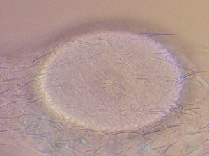  ( - HA_23.4)  @11 [ ] CreativeCommons  Attribution Non-Commercial (2016) Malgorzata Kolicka Department of Animal Taxonomy and Ecology Adam Mickiewicz University Poznan