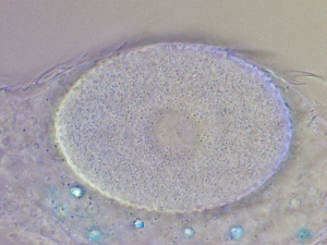  ( - HA_23.4)  @11 [ ] CreativeCommons  Attribution Non-Commercial (2016) Malgorzata Kolicka Department of Animal Taxonomy and Ecology Adam Mickiewicz University Poznan