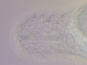  ( - HA_23.4)  @11 [ ] CreativeCommons  Attribution Non-Commercial (2016) Malgorzata Kolicka Department of Animal Taxonomy and Ecology Adam Mickiewicz University Poznan