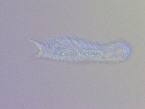  ( - HA_19.33)  @11 [ ] CreativeCommons  Attribution Non-Commercial (2016) Malgorzata Kolicka Department of Animal Taxonomy and Ecology Adam Mickiewicz University Poznan