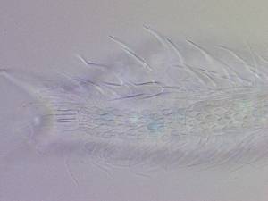  ( - HA_19.33)  @11 [ ] CreativeCommons  Attribution Non-Commercial (2016) Malgorzata Kolicka Department of Animal Taxonomy and Ecology Adam Mickiewicz University Poznan