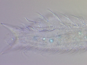  ( - HA_19.33)  @11 [ ] CreativeCommons  Attribution Non-Commercial (2016) Malgorzata Kolicka Department of Animal Taxonomy and Ecology Adam Mickiewicz University Poznan