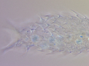  ( - HA_19.33)  @11 [ ] CreativeCommons  Attribution Non-Commercial (2016) Malgorzata Kolicka Department of Animal Taxonomy and Ecology Adam Mickiewicz University Poznan
