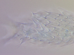  ( - HA_19.33)  @11 [ ] CreativeCommons  Attribution Non-Commercial (2016) Malgorzata Kolicka Department of Animal Taxonomy and Ecology Adam Mickiewicz University Poznan