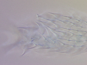  ( - HA_19.33)  @11 [ ] CreativeCommons  Attribution Non-Commercial (2017) Malgorzata Kolicka Department of Animal Taxonomy and Ecology Adam Mickiewicz University Poznan