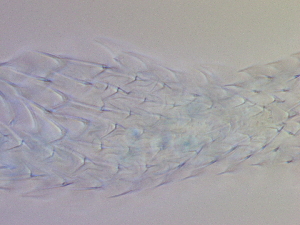  ( - HA_19.33)  @11 [ ] CreativeCommons  Attribution Non-Commercial (2016) Malgorzata Kolicka Department of Animal Taxonomy and Ecology Adam Mickiewicz University Poznan