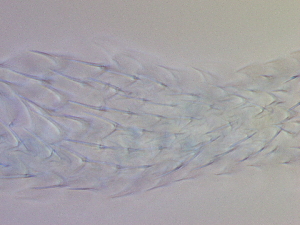 ( - HA_19.33)  @11 [ ] CreativeCommons  Attribution Non-Commercial (2016) Malgorzata Kolicka Department of Animal Taxonomy and Ecology Adam Mickiewicz University Poznan