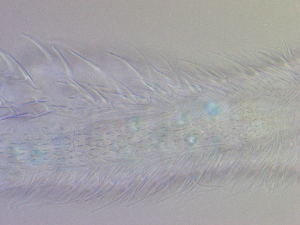  ( - HA_19.33)  @11 [ ] CreativeCommons  Attribution Non-Commercial (2016) Malgorzata Kolicka Department of Animal Taxonomy and Ecology Adam Mickiewicz University Poznan