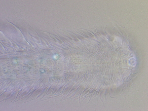 ( - HA_19.33)  @11 [ ] CreativeCommons  Attribution Non-Commercial (2016) Malgorzata Kolicka Department of Animal Taxonomy and Ecology Adam Mickiewicz University Poznan