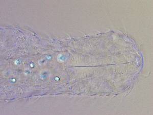  ( - HA_19.33)  @11 [ ] CreativeCommons  Attribution Non-Commercial (2016) Malgorzata Kolicka Department of Animal Taxonomy and Ecology Adam Mickiewicz University Poznan