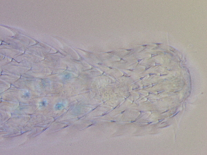  ( - HA_19.33)  @11 [ ] CreativeCommons  Attribution Non-Commercial (2016) Malgorzata Kolicka Department of Animal Taxonomy and Ecology Adam Mickiewicz University Poznan