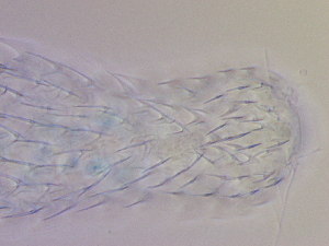  ( - HA_19.33)  @11 [ ] CreativeCommons  Attribution Non-Commercial (2016) Malgorzata Kolicka Department of Animal Taxonomy and Ecology Adam Mickiewicz University Poznan