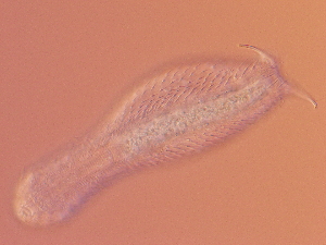  ( - HA_23.11)  @11 [ ] CreativeCommons  Attribution Non-Commercial (2016) Malgorzata Kolicka Department of Animal Taxonomy and Ecology Adam Mickiewicz University Poznan