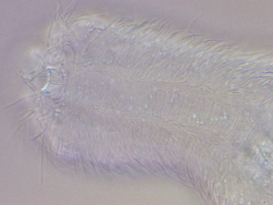  ( - HA_23.11)  @11 [ ] CreativeCommons  Attribution Non-Commercial (2016) Malgorzata Kolicka Department of Animal Taxonomy and Ecology Adam Mickiewicz University Poznan