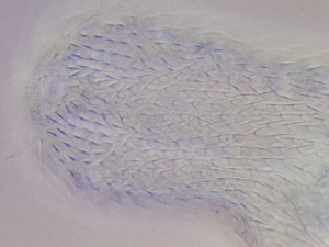  ( - HA_23.11)  @11 [ ] CreativeCommons  Attribution Non-Commercial (2016) Malgorzata Kolicka Department of Animal Taxonomy and Ecology Adam Mickiewicz University Poznan