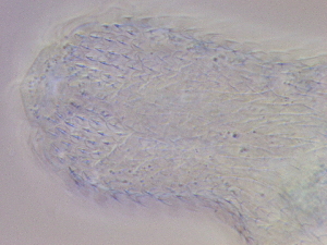  ( - HA_23.11)  @11 [ ] CreativeCommons  Attribution Non-Commercial (2016) Malgorzata Kolicka Department of Animal Taxonomy and Ecology Adam Mickiewicz University Poznan