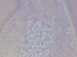  ( - HA_23.11)  @11 [ ] CreativeCommons  Attribution Non-Commercial (2016) Malgorzata Kolicka Department of Animal Taxonomy and Ecology Adam Mickiewicz University Poznan