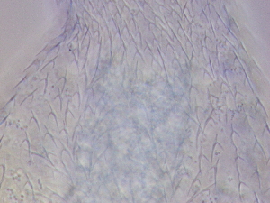  ( - HA_23.11)  @11 [ ] CreativeCommons  Attribution Non-Commercial (2016) Malgorzata Kolicka Department of Animal Taxonomy and Ecology Adam Mickiewicz University Poznan