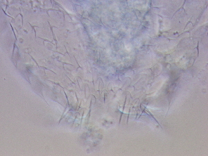  ( - HA_23.11)  @11 [ ] CreativeCommons  Attribution Non-Commercial (2016) Malgorzata Kolicka Department of Animal Taxonomy and Ecology Adam Mickiewicz University Poznan