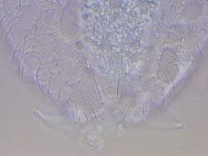  ( - HA_23.11)  @11 [ ] CreativeCommons  Attribution Non-Commercial (2016) Malgorzata Kolicka Department of Animal Taxonomy and Ecology Adam Mickiewicz University Poznan