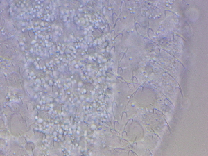  ( - HA_23.11)  @11 [ ] CreativeCommons  Attribution Non-Commercial (2016) Malgorzata Kolicka Department of Animal Taxonomy and Ecology Adam Mickiewicz University Poznan