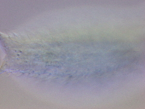 ( - HA_24.1)  @11 [ ] CreativeCommons  Attribution Non-Commercial (2016) Malgorzata Kolicka Department of Animal Taxonomy and Ecology Adam Mickiewicz University Poznan