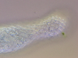  ( - HA_24.1)  @11 [ ] CreativeCommons  Attribution Non-Commercial (2016) Malgorzata Kolicka Department of Animal Taxonomy and Ecology Adam Mickiewicz University Poznan