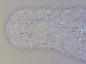  ( - HA_24.18)  @11 [ ] CreativeCommons  Attribution Non-Commercial (2016) Malgorzata Kolicka Department of Animal Taxonomy and Ecology Adam Mickiewicz University Poznan