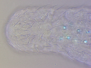  ( - HA_24.18)  @11 [ ] CreativeCommons  Attribution Non-Commercial (2016) Malgorzata Kolicka Department of Animal Taxonomy and Ecology Adam Mickiewicz University Poznan