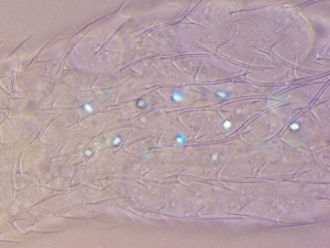  ( - HA_24.18)  @11 [ ] CreativeCommons  Attribution Non-Commercial (2016) Malgorzata Kolicka Department of Animal Taxonomy and Ecology Adam Mickiewicz University Poznan