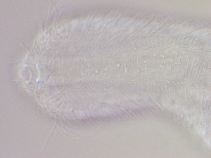  ( - HA_1.17)  @11 [ ] CreativeCommons  Attribution Non-Commercial (2016) Malgorzata Kolicka Department of Animal Taxonomy and Ecology Adam Mickiewicz University Poznan