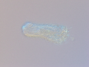  ( - HA_1.9)  @11 [ ] CreativeCommons  Attribution Non-Commercial (2016) Malgorzata Kolicka Department of Animal Taxonomy and Ecology Adam Mickiewicz University Poznan