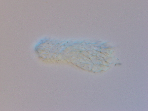  ( - HA_1.9)  @11 [ ] CreativeCommons  Attribution Non-Commercial (2016) Malgorzata Kolicka Department of Animal Taxonomy and Ecology Adam Mickiewicz University Poznan