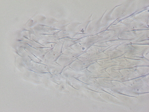  ( - HA_1.9)  @11 [ ] CreativeCommons  Attribution Non-Commercial (2016) Malgorzata Kolicka Department of Animal Taxonomy and Ecology Adam Mickiewicz University Poznan