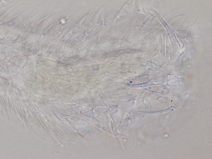  ( - HA_1.9)  @11 [ ] CreativeCommons  Attribution Non-Commercial (2016) Malgorzata Kolicka Department of Animal Taxonomy and Ecology Adam Mickiewicz University Poznan