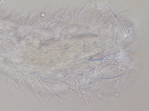  ( - HA_1.9)  @11 [ ] CreativeCommons  Attribution Non-Commercial (2016) Malgorzata Kolicka Department of Animal Taxonomy and Ecology Adam Mickiewicz University Poznan