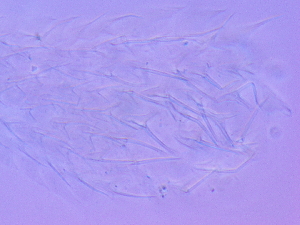  ( - HA_1.9)  @11 [ ] CreativeCommons  Attribution Non-Commercial (2016) Malgorzata Kolicka Department of Animal Taxonomy and Ecology Adam Mickiewicz University Poznan