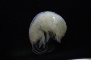  (Ampelisca brachycerus - HF23_05_01)  @11 [ ] Unspecified (default): All Rights Reserved  Unspecified Unspecified