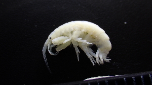  (Maera vagans - HF23_11_01)  @11 [ ] Unspecified (default): All Rights Reserved  Unspecified Unspecified