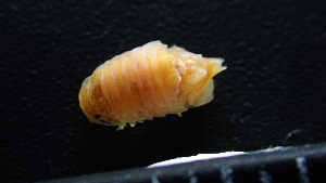  (Cymodocella - HF23_17_01)  @11 [ ] Unspecified (default): All Rights Reserved  Unspecified Unspecified