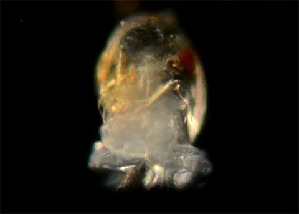  ( - CCDB-24722-G12)  @11 [ ] Unspecified (default): All Rights Reserved (2017) Peter J. Bryant University of California, Irvine