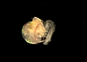  ( - CCDB 31597 F08)  @11 [ ] Unspecified (default): All Rights Reserved (2019) Peter J. Bryant University of California, Irvine