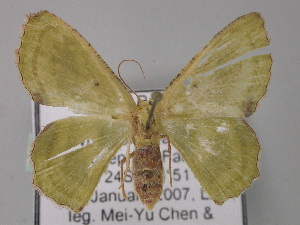  ( - BC ZSM Lep 01474)  @13 [ ] CreativeCommons - Attribution Non-Commercial Share-Alike (2010) Axel Hausmann SNSB, Zoologische Staatssammlung Muenchen