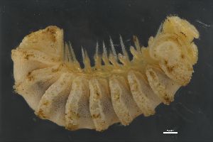  ( - ABOL-25-1284)  @11 [ ] CC-BY (2025) Macek Oliver NHMWien