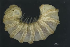  (Trachysphaera costata - ABOL-25-1283)  @11 [ ] CC-BY (2025) Macek Oliver NHMWien