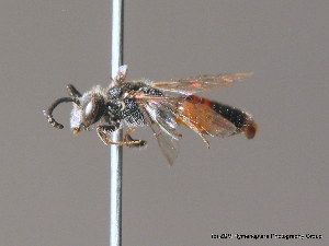  (Sphecodes ephippius - BC ZSM HYM 10114)  @14 [ ] CreativeCommons - Attribution Non-Commercial Share-Alike (2010) SNSB, Zoologische Staatssammlung Muenchen SNSB, Zoologische Staatssammlung Muenchen