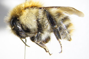  (Bombus pascuorum - BC ZSM HYM 14671)  @14 [ ] CreativeCommons - Attribution Non-Commercial Share-Alike (2015) SNSB, Zoologische Staatssammlung Muenchen SNSB, Zoologische Staatssammlung Muenchen